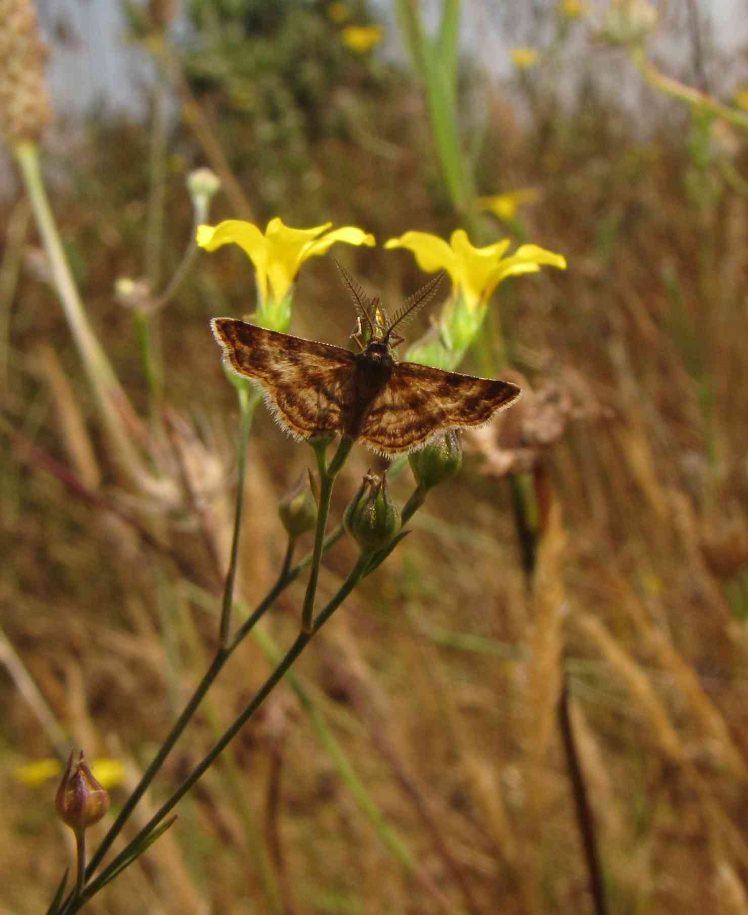 falena ad ali aperte : Emmiltis pygmaearia (maschio)